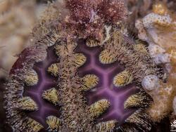 Microcyphus rousseaui Bald-patch Urchin
