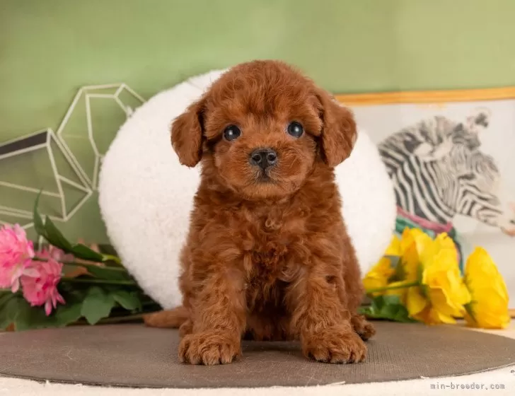 トイプードル【愛知県・女の子・2026年1月13日・レッド】3/7㈯・21