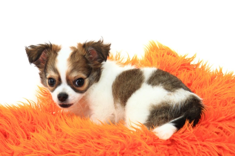 犬のカーミングシグナルは27種類！？ しぐさの意味を解説｜みんなの