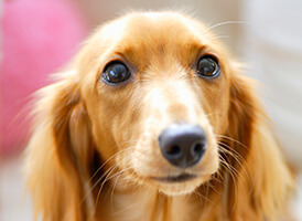 ミニチュアダックスフンド(ロング)のブリーダーブログ｜みんなのブリーダー