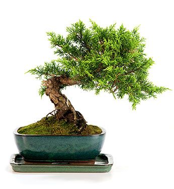 Juniperus chinensis | Outdoor bonsai data sheet | Mistral Bonsai