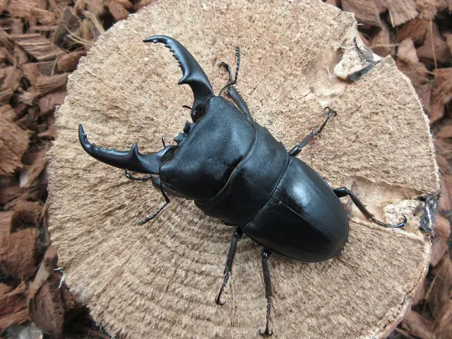 屋久島・種子島産ヒラタクワガタの販売/クワガタ工房 虫吉