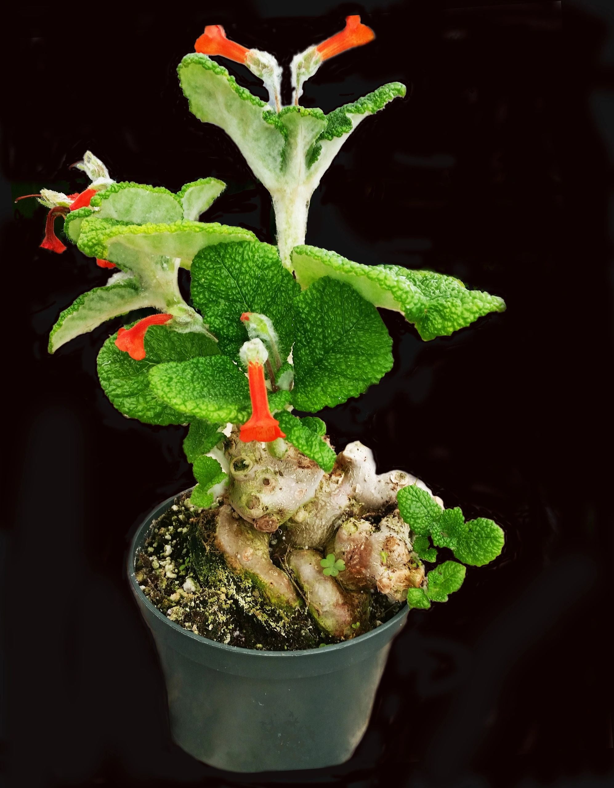 Pachyforms Book, Second Expanded Edition – Northern Gecko Inc