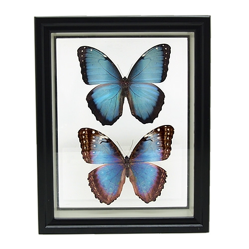セット標本 , 蝶の標本 販売・通販のNatureShop|モルフォやキプリス