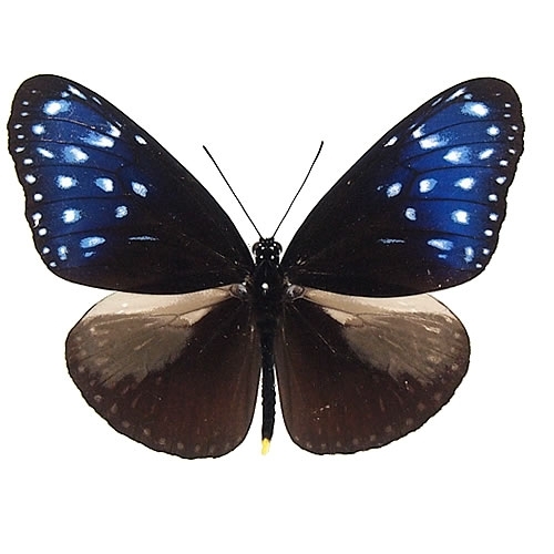ツマムラサキマダラ , タグ「black」 , 蝶の標本 販売・通販の