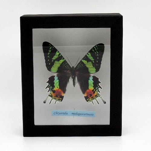 ニシキオオツバメ , アゲハ蝶科標本 , 蝶の標本 販売・通販の