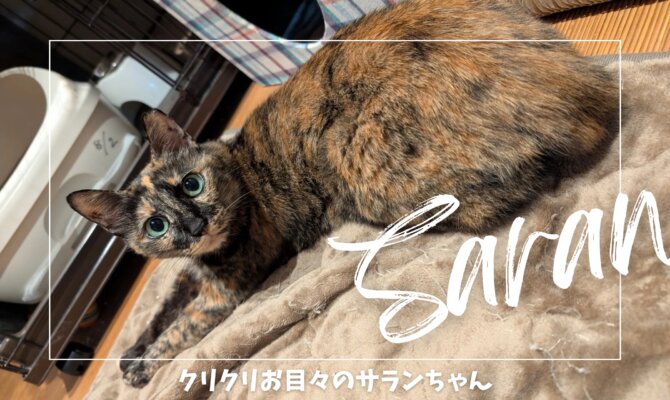 サラン【大阪ねこ浴場】 | ネコリパブリック｜日本の猫の殺処分をゼロに！