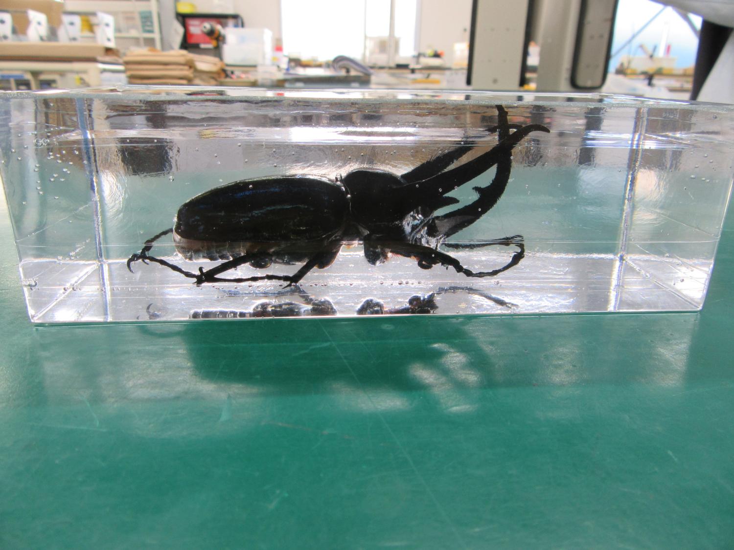 標本「コーカサスオオカブト」 - 日栄工業株式会社