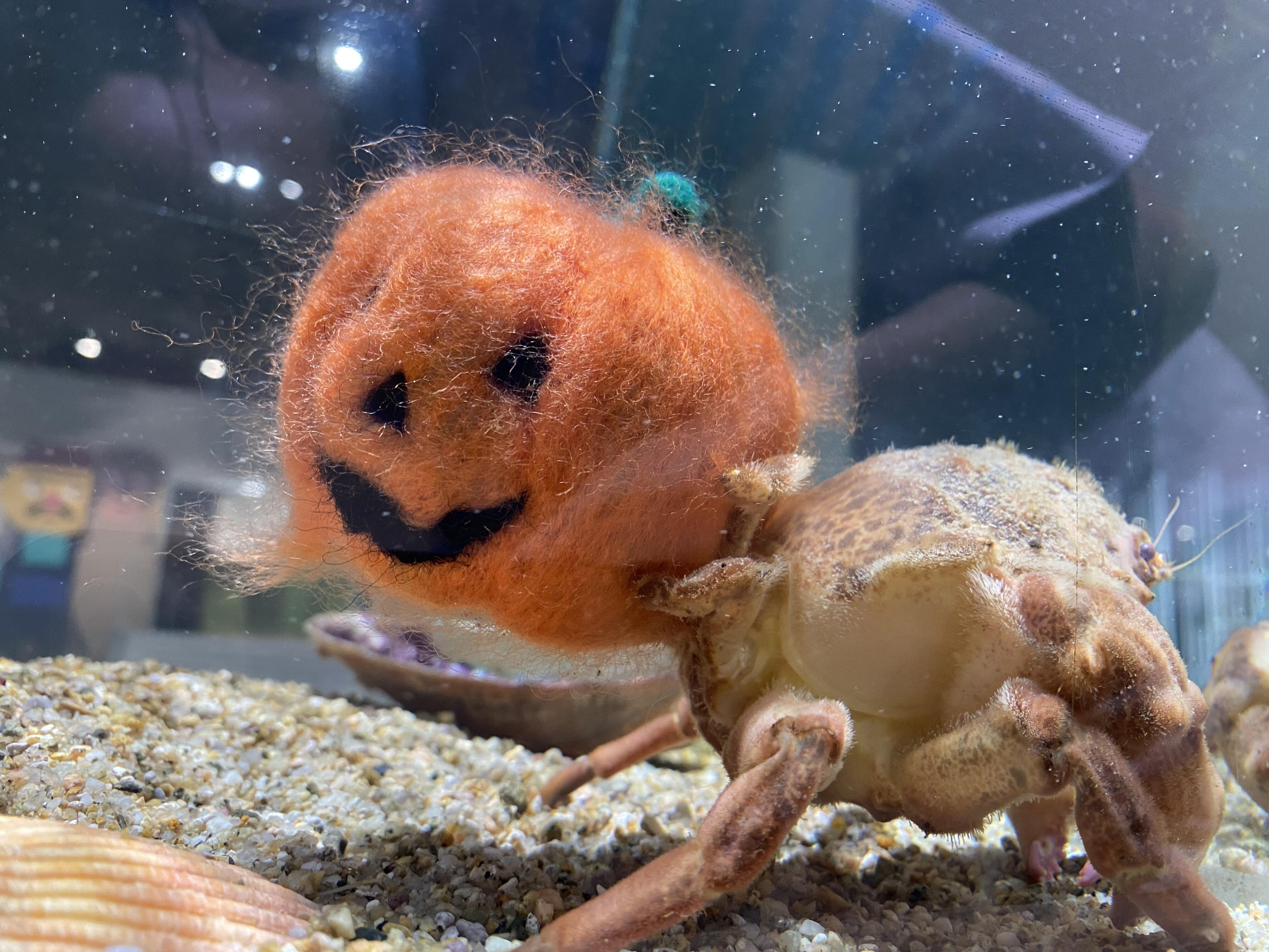 カイカムリコレクション｜ニフレルをさらに詳しく｜ニフレル