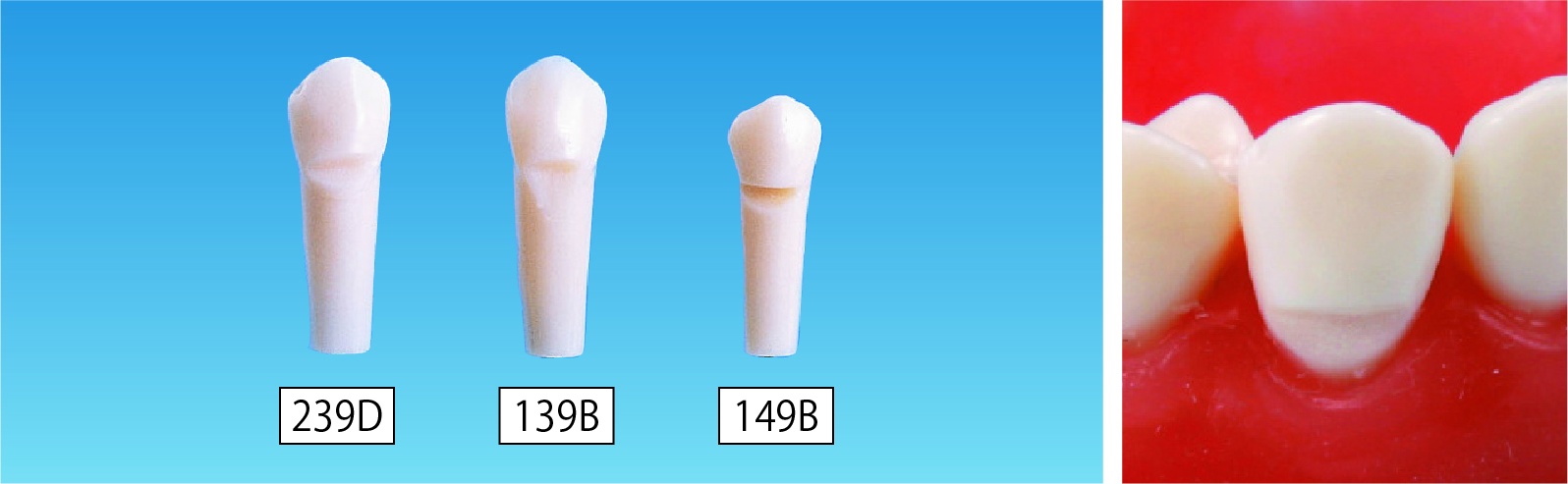 保存修復実習用顎模型 [D18D-500E(GUB)](D咬合器つき)｜株式会社