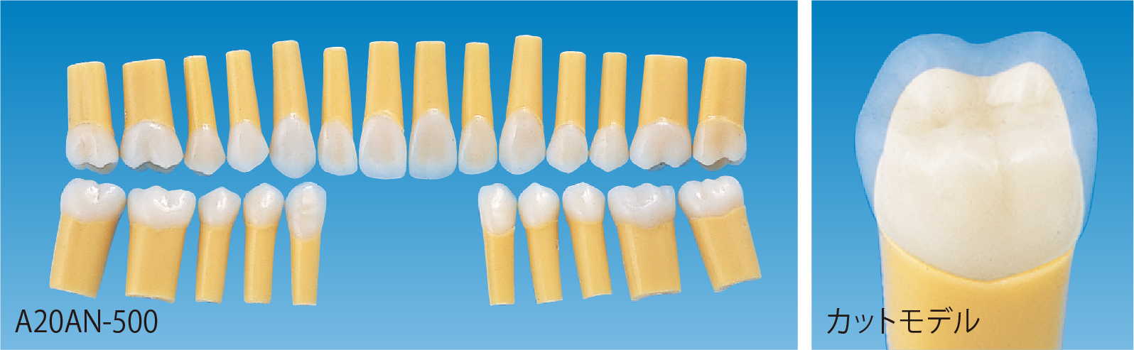 支台歯形成｜株式会社ニッシン｜歯科模型・歯科材料のトップメーカー