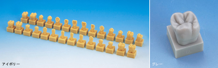 歯科学教育向け商品・実習模型｜株式会社ニッシン｜歯科模型・歯科材料