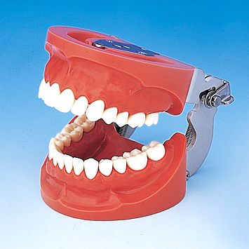 標準実習用模型歯 [A5AN-500]｜株式会社ニッシン｜歯科模型・歯科材料