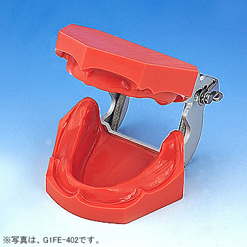 1色レジン製無歯顎模型 [G1-402](咬合器なし)｜株式会社ニッシン｜歯科