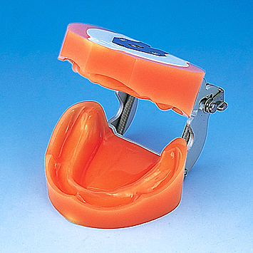 歯科学教育向け商品・実習模型｜株式会社ニッシン｜歯科模型・歯科材料