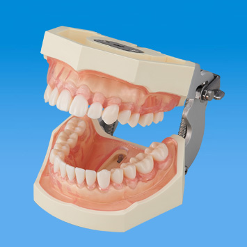 SRP実習用根分岐模型歯 [A2AN-736,737,739,738]｜株式会社ニッシン