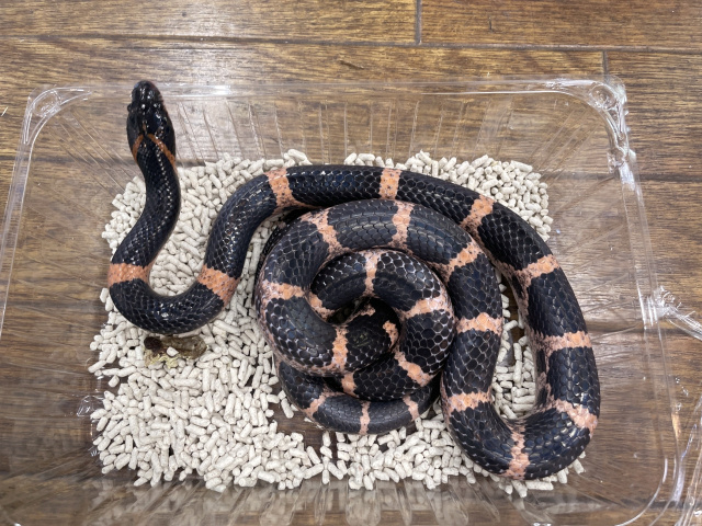 爬虫類図鑑（ヘビ図鑑/ナミヘビ他）