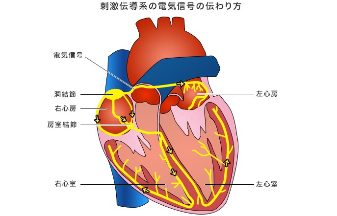 心臓外科の刺激伝導系 ヨドバシ.com - 心臓外科の刺激伝導系 [単行本
