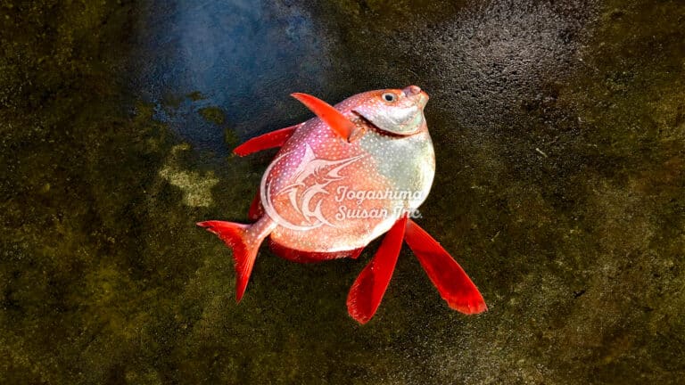 東シナ海 – 魚の旬と栄養