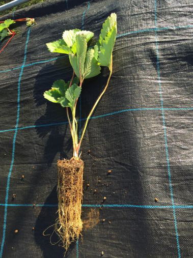 ポットレスコンテナ230 | 株式会社阪中緑化資材