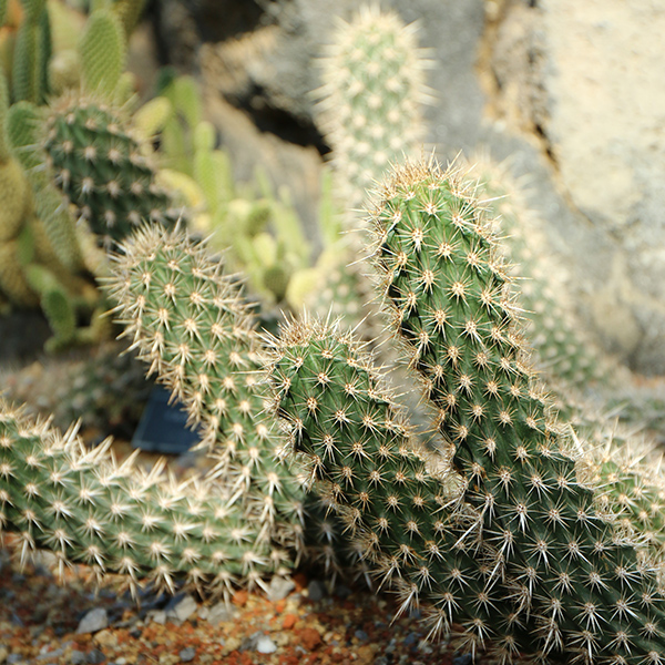 入鹿＜いるか＞（ステノケレウス・エルカ） | 大阪の植物園-咲くやこの