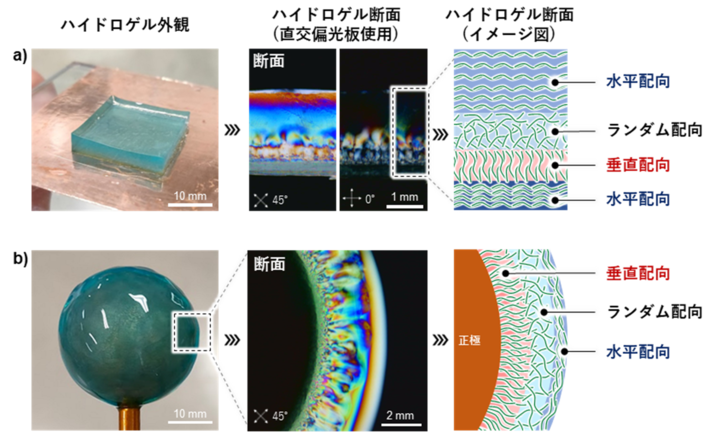 木材由来のナノ繊維で「自然な不均質さ」を再現する新技術 －生体模倣