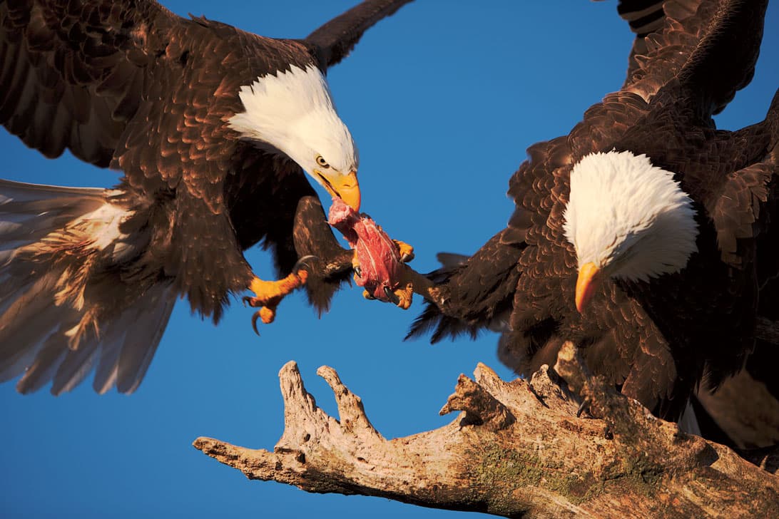 vol.2] 北アメリカの空の王者「ハクトウワシ」 – SANYO CHEMICAL MAGAZINE