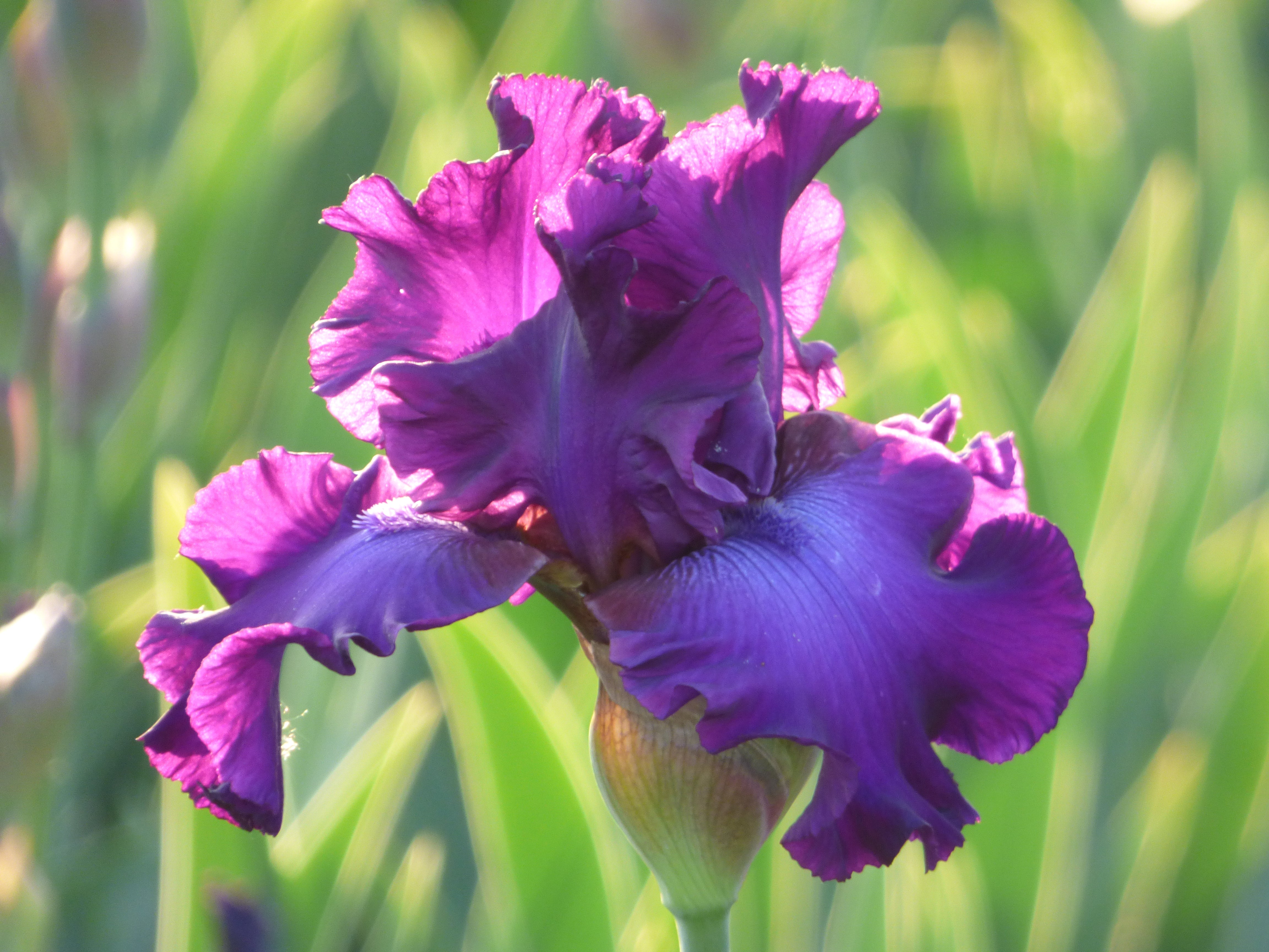 Five O'Clock - Bonus | Tall Bearded Iris – Schreiner's Gardens