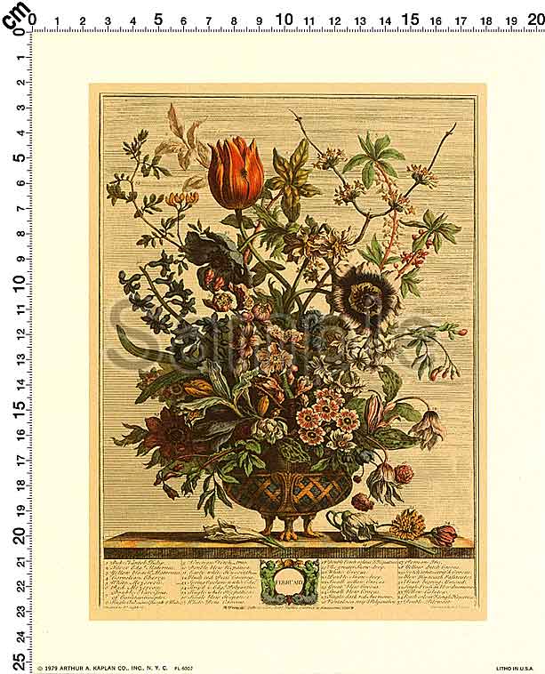 Furber's Flowers Twelve Months of Flowers Print