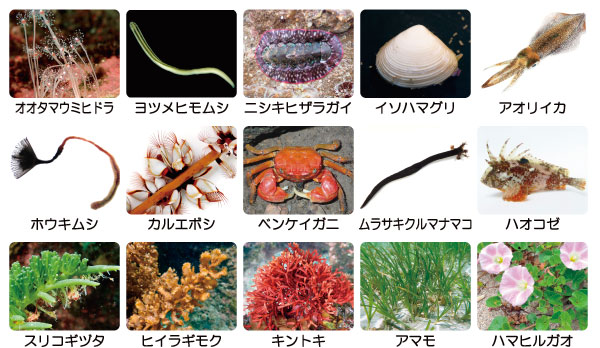 白浜の海岸生物観察ガイド | 瀬戸臨海実験所