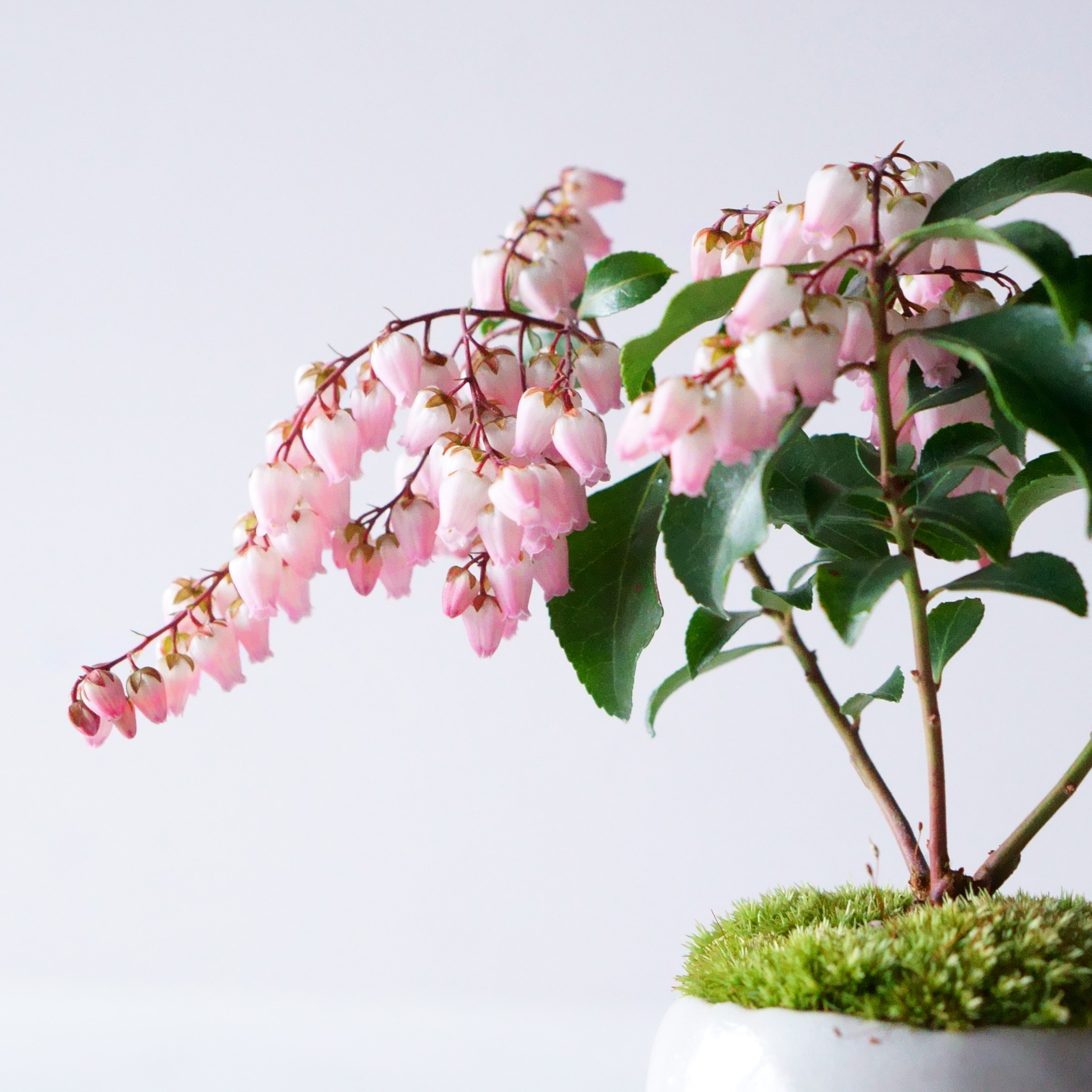 アセビ｜石木花図鑑｜石木花｜SEKIBOKKA｜盆栽