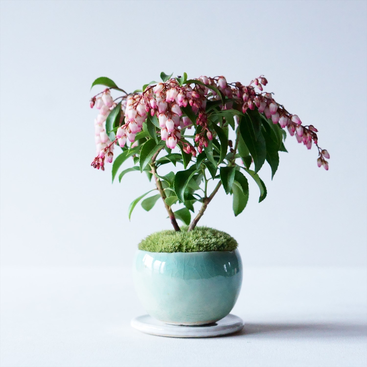 アセビ｜石木花図鑑｜石木花｜SEKIBOKKA｜盆栽