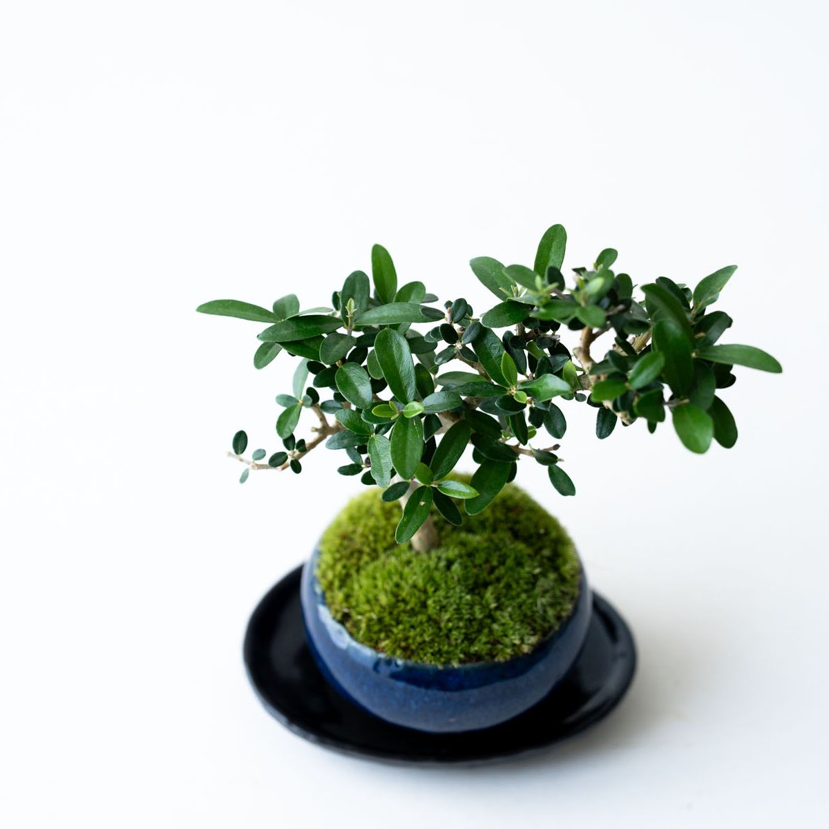 姫オリーブ｜石木花図鑑｜石木花｜SEKIBOKKA｜盆栽