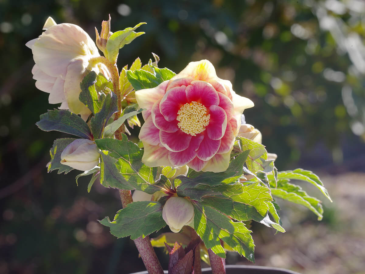 2人の育種家に聞く、クリスマスローズ育種のあれこれ〈前編・広瀬園芸