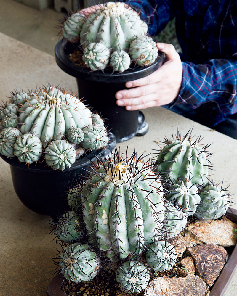 大きめコピアポアシネレア 国王丸 Copiapoa cinerea コピアポア