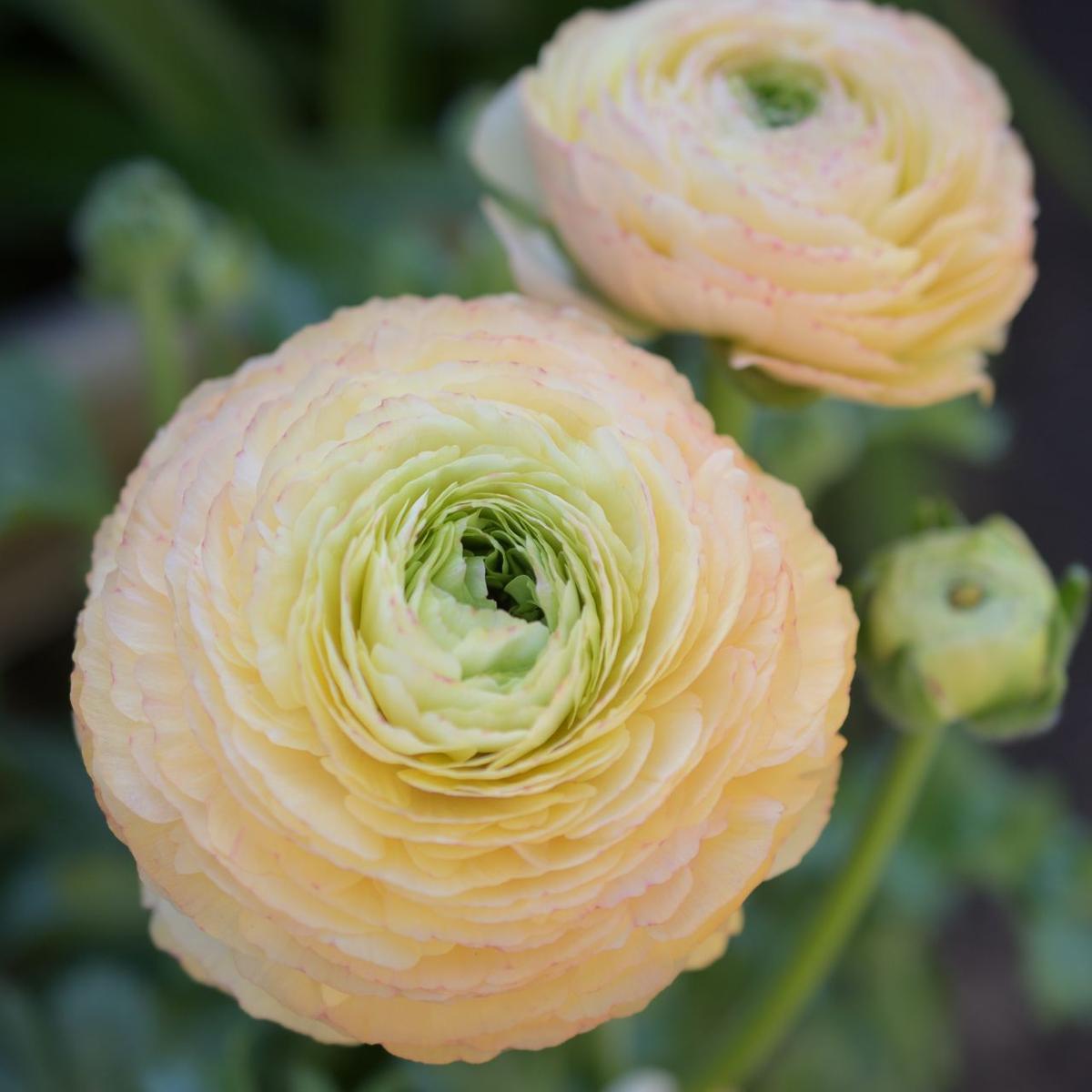 ラナンキュラスサクセスシリーズトアレグ「2024年ラナンキュラス」の