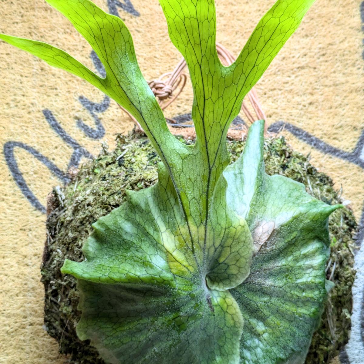 ビカクシダ グランデ｜園芸日記byゆうまあ｜みんなの趣味の園芸｜1266578