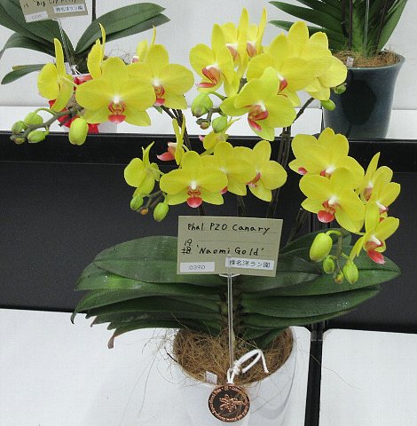 世界らん展2025 その21 ファレノプシス（胡蝶蘭）②｜園芸日記byレプト