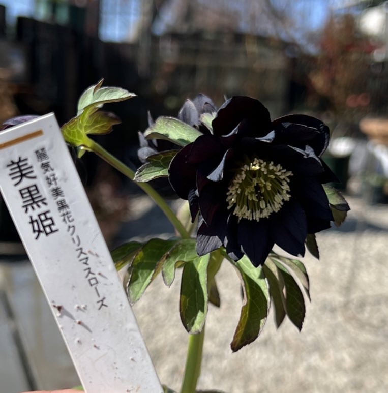 2024/2/3dd小輪ブラック美黒姫No.1｜園芸日記byRubus｜みんなの趣味の