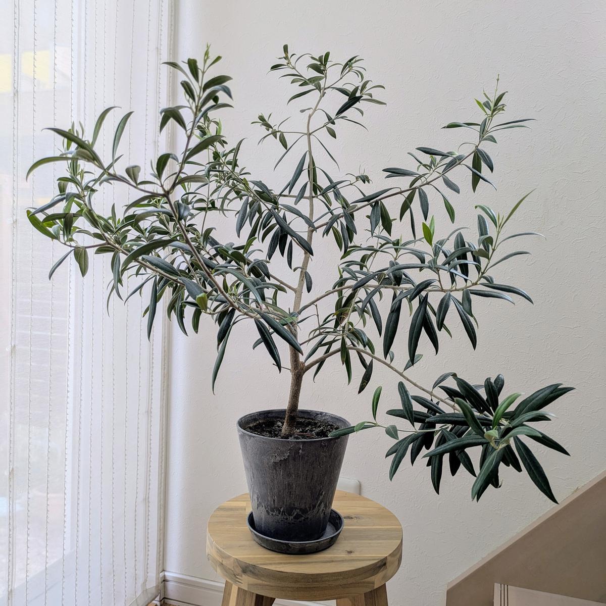 オリーブ斑入り剪定枝 B.C各1本 長さ 7センチ オリーブ斑入り剪定枝