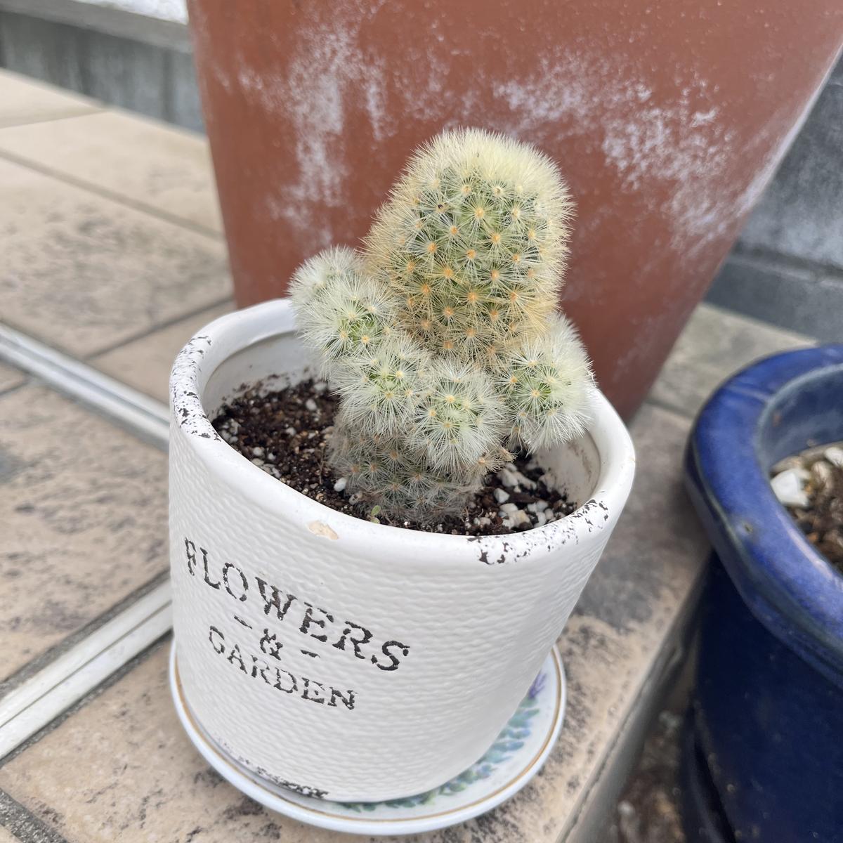 現在サボテンを育てています。子株がかなり育っており、カキコ