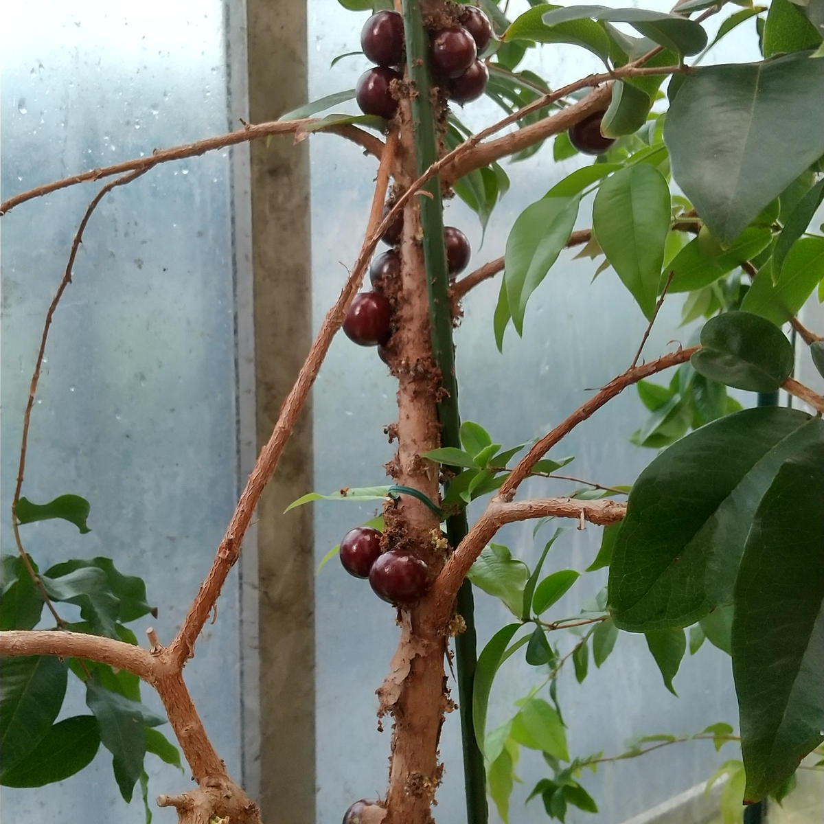 ジャボチカバ四季なり大葉系｜そだレポ（栽培レポート）bykamille