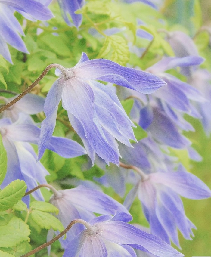 クレマチス マクロペタラウェッセルトンの変遷｜そだレポ（栽培