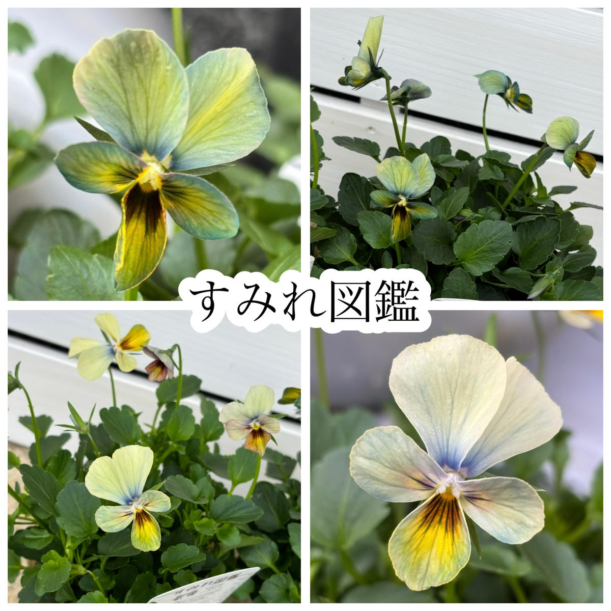 すみれ図鑑｜そだレポ（栽培レポート）bymee_chan｜みんなの趣味の園芸