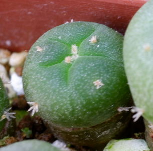 銀冠玉の実生・栽培(2019.3~)｜そだレポ（栽培レポート）byぐっち