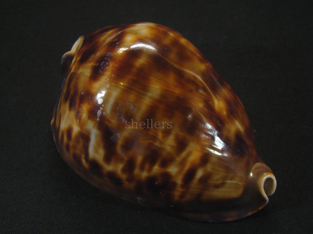 ベルコイクロガネダカラ - Kaiショップ