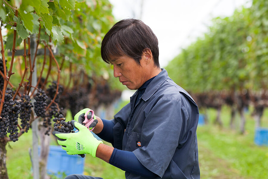 島根ワイナリーのワイン造りにかける熱い想い｜島根ワイン物語