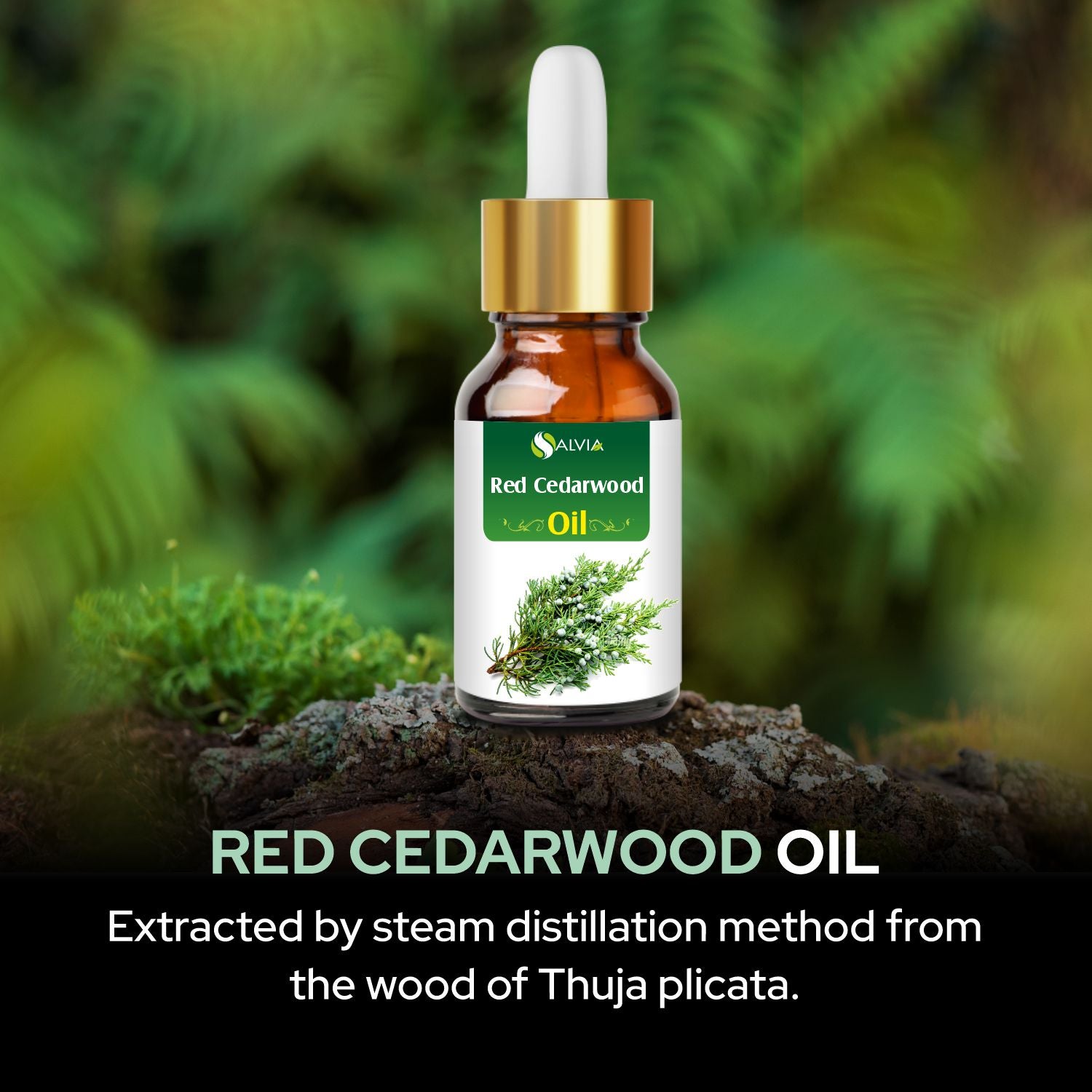 Red Cedar Wood Oil - Pure Essential Oil – Shoprythm