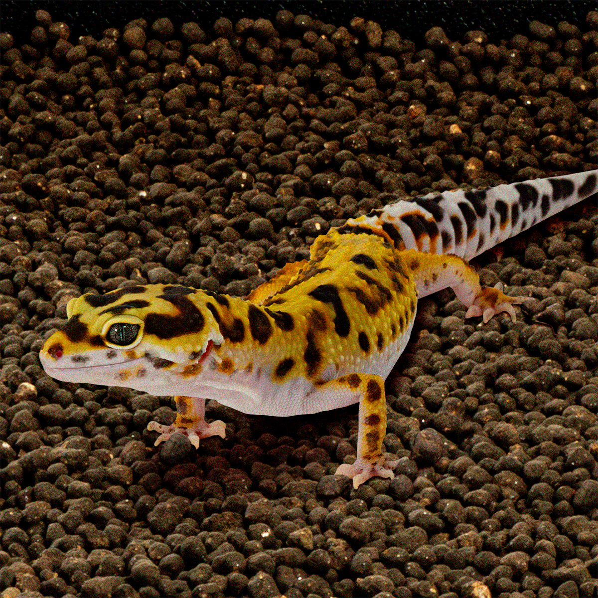 レプタソイル 2.3L | 株式会社スドー｜観賞魚・水草 爬虫類 小動物