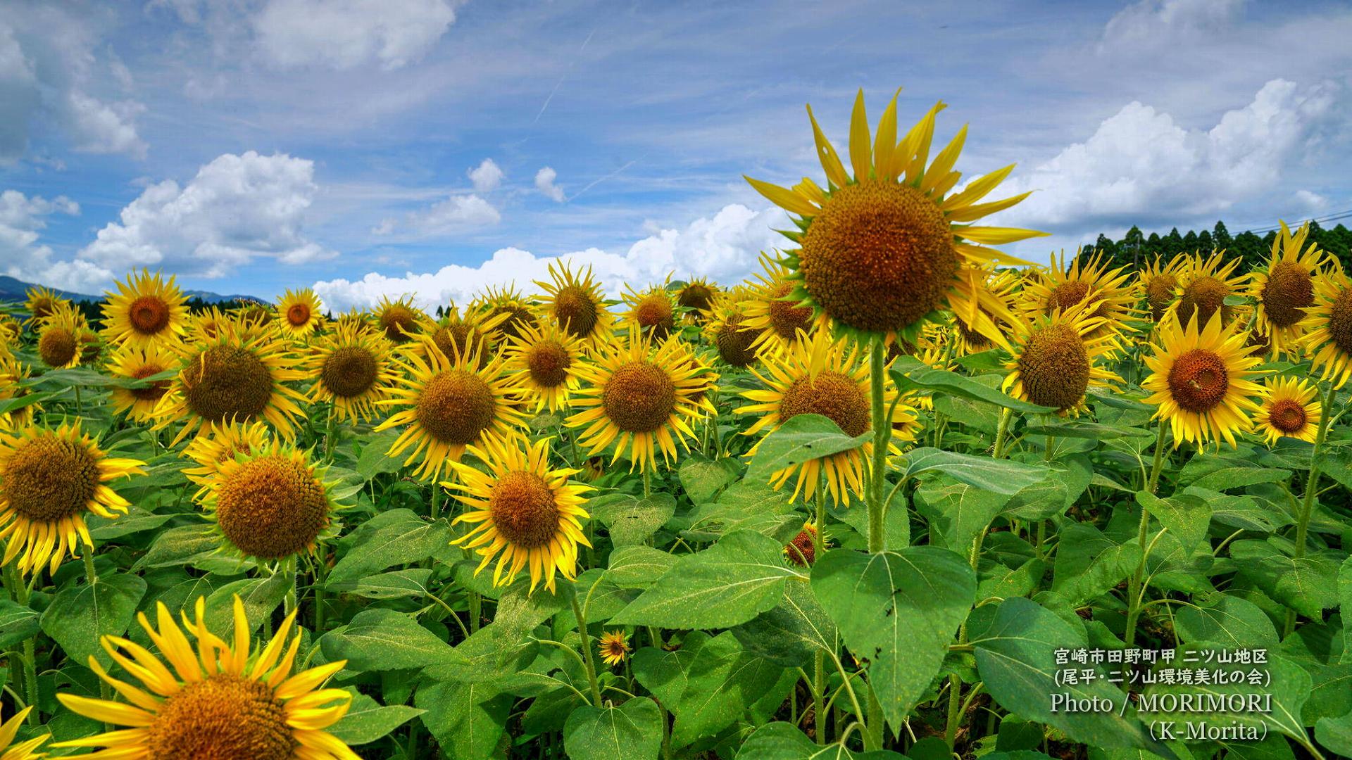 宮崎市田野町のヒマワリ畑（二ツ山地区）2024年は 7月後半～8月はじめ頃？